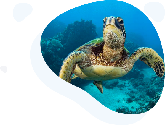 turtle